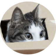 pet renting module